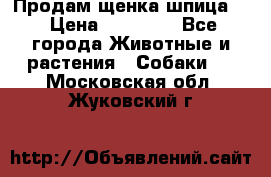 Продам щенка шпица.  › Цена ­ 15 000 - Все города Животные и растения » Собаки   . Московская обл.,Жуковский г.